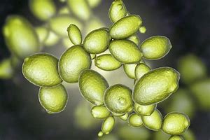 Image result for Dry Saccharomyces Cerevisiae