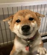 Image result for Happy Doggo Thailand