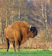 Image result for Polish Bison