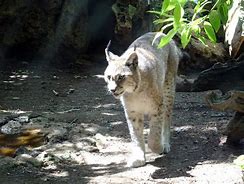 Image result for Northern Lynx