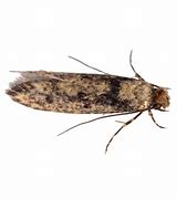 Image result for Domestic Brown Moth