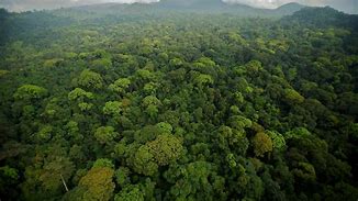 Image result for Equatorial Guinea Wild