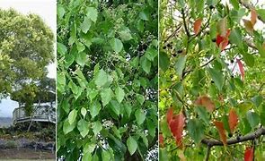 Image result for Camphor Tree Symbol