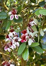 Image result for Guava Twigs