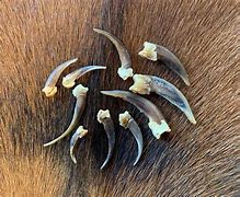 Image result for Badger Claws