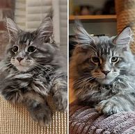 Image result for 12 Week Old Main Coon Kitten