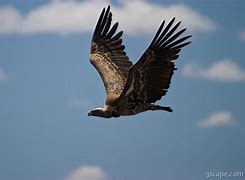 Image result for Vulture Flying