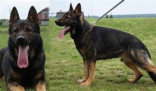 Image result for German Shepherd K9 Unit