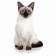 Image result for Gato Siames