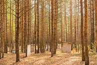 Image result for Pine Wood Over the Toilet Cabinet