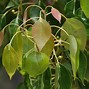 Image result for Camphor