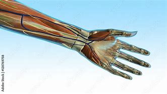 Image result for Ventral Aspect of Wrist