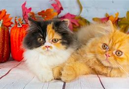 Image result for Cats in Fall