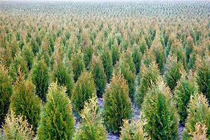 Image result for Evergreen Bush