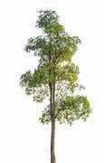 Image result for Lime Tree PNG