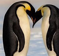 Image result for Love Actually Penguin Readers