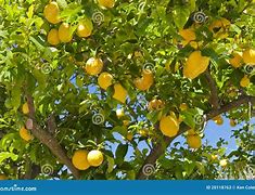 Image result for Pastels Mini Lemon Tree