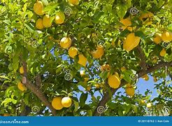 Image result for Pastels Mini Lemon Tree