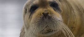 Image result for Pinniped Rookeries