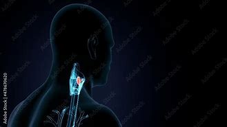 Image result for Larynx Human Body