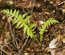 Image result for NW Ferns