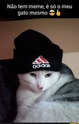 Image result for Gato Com Drip