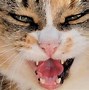 Image result for Cat Hissing Side View