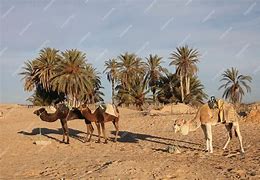 Image result for Sahara Desert with Camels Tunisie