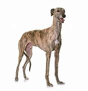 Image result for Galgo Dog Breed