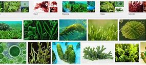 Image result for Alga Hutan