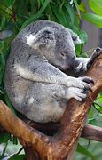 Image result for Koala Sleep