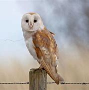 Image result for Barn Owl Wallpaper