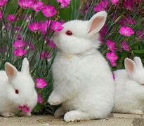 Image result for Rabbit Desktop