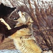 Image result for Scary Wolves