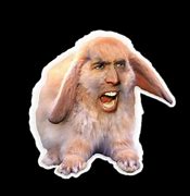 Image result for Nicolas Cage Bunny Meme