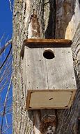 Image result for Saw Owl Nesting Box