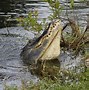 Image result for Alligator