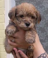 Image result for Bichon Terrier Puppies Mesa