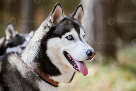 Image result for Black and White Husky Dog