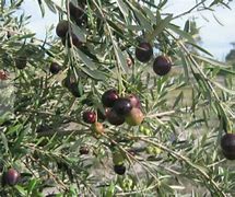 Image result for Olive Tree Marzilla