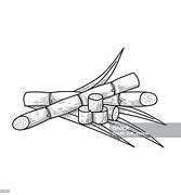 Image result for Pokok Tebu Drawing