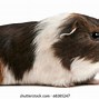 Image result for Swine Side View Pic