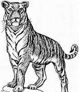 Image result for Cute Tiger Line Art