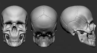 Image result for Human Skull in All Angles 3D