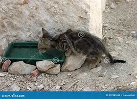 Image result for Kitten Drinking Water