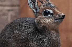 Image result for What Is a Dik Dik Animal