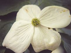 Image result for Cornus X Venus Dogwood