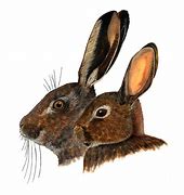 Image result for Hare Ears