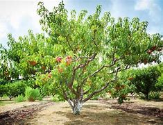 Image result for Peach Tree Zones