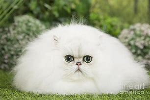 Image result for White Fluffy Cat with Pink Fairy Wings